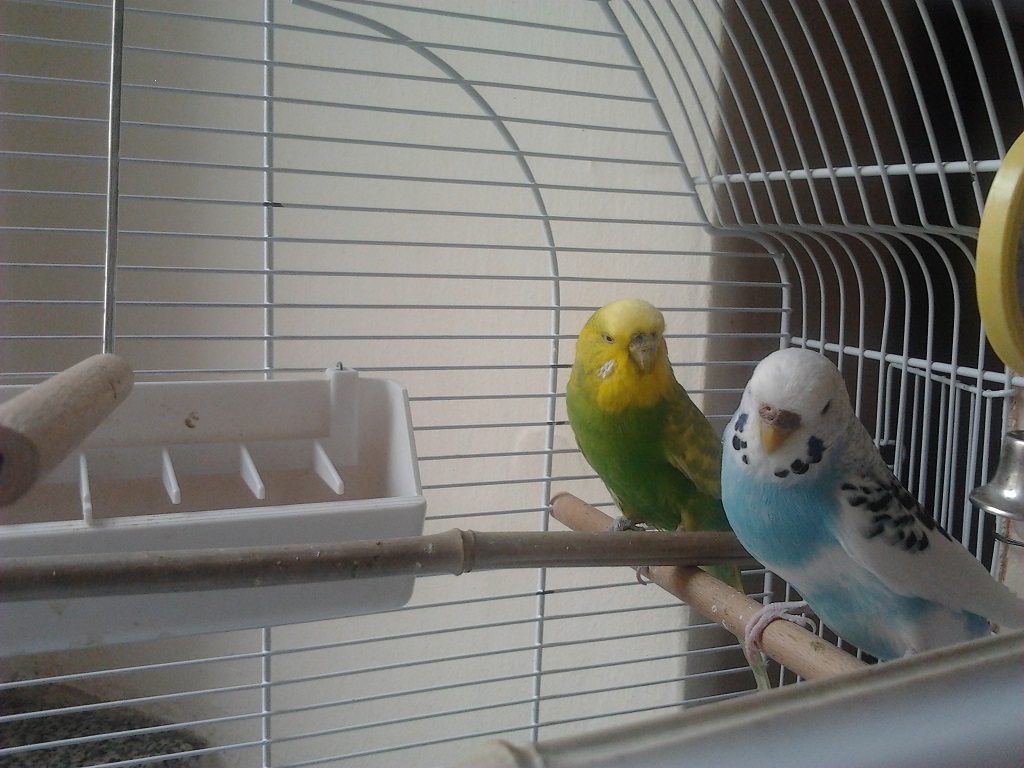 vi presento le mie coco